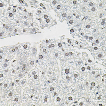 Immunohistochemistry of paraffin-embedded Rat brain using ATF2 Polyclonal Antibody at dilution of 1:200 (40x lens).