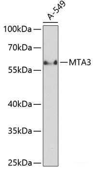 Western blot analysis of extracts of HeLa cells using MAP2K6 Polyclonal Antibody at dilution of 1:1000.