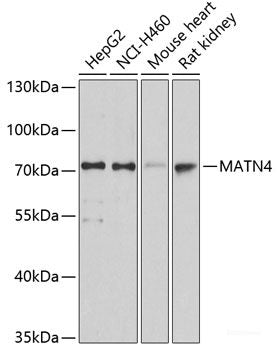 Western blot analysis of extracts of various cell lines using Symmetric DiMethyl-Histone H4-R3 Polyclonal Antibody.