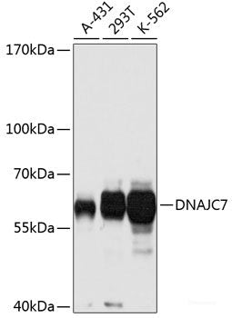 Western blot analysis of extracts of various cell lines using MonoMethyl-Histone H3-R26 Polyclonal Antibody.