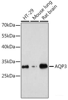Immunohistochemistry of paraffin-embedded Mouse liver fibrosis using FAM160B2 Polyclonal Antibody at dilution of 1:200 (40x lens).