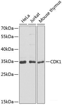 Western blot analysis of extracts of various cell lines using PPIF Polyclonal Antibody at dilution of 1:1000.