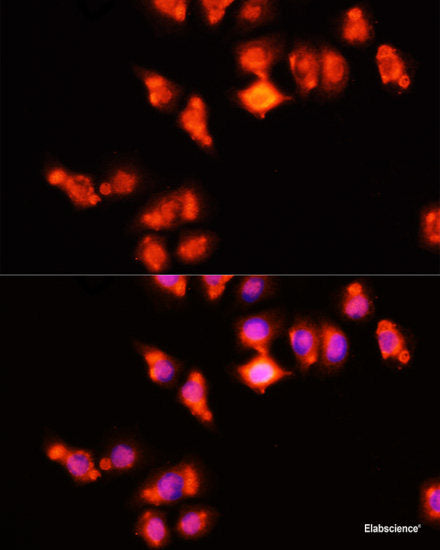 Immunohistochemistry of paraffin-embedded Rat liver using U2SURP Polyclonal Antibody at dilution of 1:100 (40x lens).