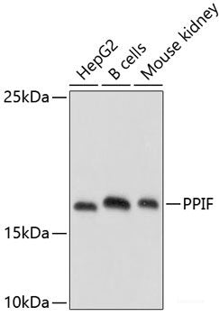 Immunofluorescence analysis of C6 cells using HNRNPU Polyclonal Antibody at dilution of 1:100. Blue: DAPI for nuclear staining.