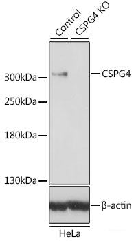 Western blot analysis of extracts of BxPC-3 cells using TIMELESS Polyclonal Antibody at dilution of 1:3000.