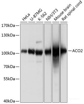Western blot analysis of extracts of HL-60 cells using CLINT1 Polyclonal Antibody.