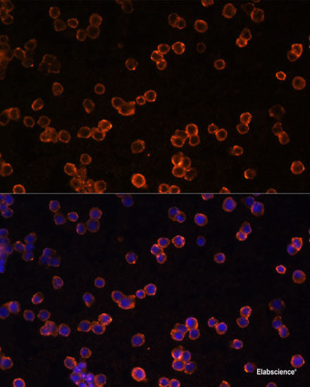 Western blot analysis of extracts of various cell lines using ATP5H Polyclonal Antibody at dilution of 1:1000.