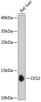 Western blot analysis of extracts of various cell lines using CIB1 Polyclonal Antibody at dilution of 1:1000.