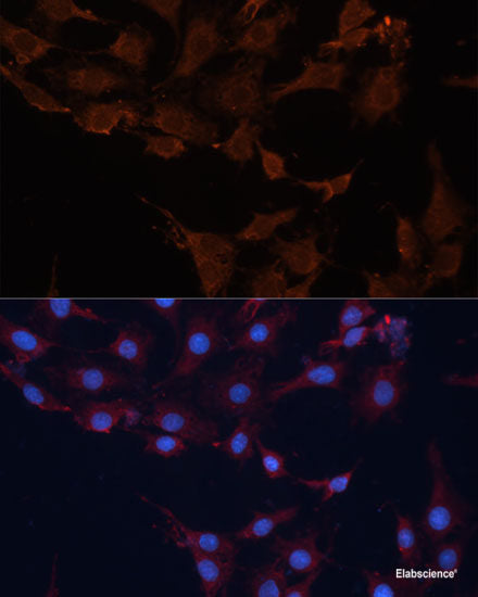 Western blot analysis of extracts of various cell lines using PTPN23 Polyclonal Antibody at dilution of 1:1000.
