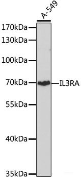 Immunofluorescence analysis of U-2 OS cells using SIGLEC9 Polyclonal Antibody at dilution of 1:100 (40x lens). Blue: DAPI for nuclear staining.