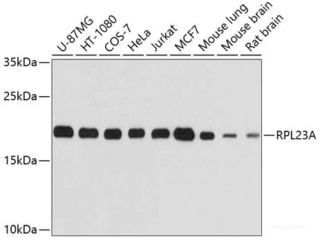 Western blot analysis of extracts of various cell lines using MYL7 Polyclonal Antibody at dilution of 1:1000.