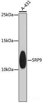 Western blot analysis of extracts of various cell lines using RBM15 Polyclonal Antibody at dilution of 1:1000.