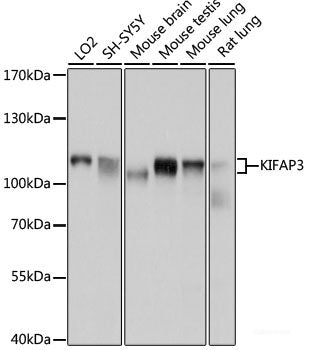 Western blot analysis of extracts of various cell lines using SGCE Polyclonal Antibody at dilution of 1:1000.