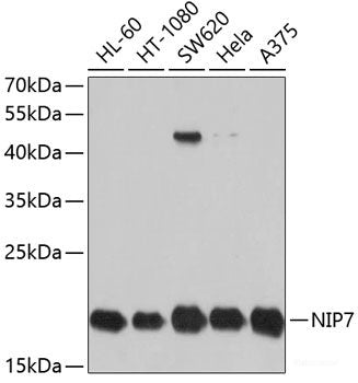 Western blot analysis of extracts of various cell lines using PSMC6 Polyclonal Antibody at dilution of 1:1000.