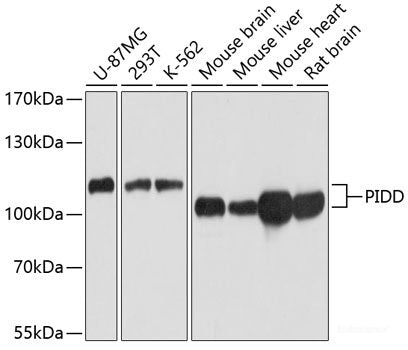 Western blot analysis of extracts of various cell lines using AMPH Polyclonal Antibody at dilution of 1:1000.