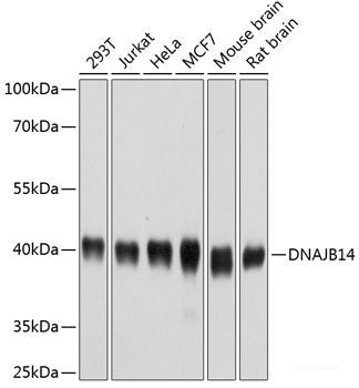 Western blot analysis of extracts of various cell lines using TFDP1 Polyclonal Antibody at dilution of 1:3000.