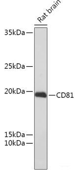 Immunohistochemistry of paraffin-embedded Rat brain using LBR Polyclonal Antibody at dilution of 1:200 (40x lens).