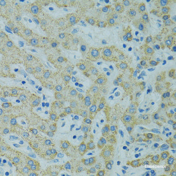 Immunofluorescence analysis of A549 cells using NR5A2 Polyclonal Antibody