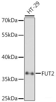 Western blot analysis of extracts of various cell lines using HNRNPH1 Polyclonal Antibody.