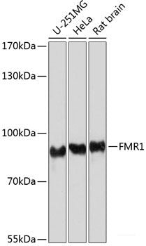 Western blot analysis of extracts of various cell lines using RCC1 Polyclonal Antibody at dilution of 1:1000.