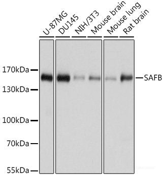 Western blot analysis of extracts of various cell lines using MGAT3 Polyclonal Antibody at dilution of 1:1000.
