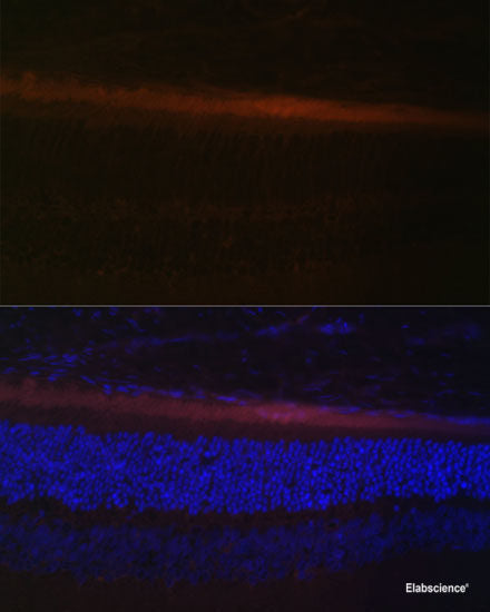 Immunofluorescence analysis of U2OS cells using RSAD2 Polyclonal Antibody at dilution of 1:100. Blue: DAPI for nuclear staining.