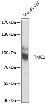 Western blot analysis of extracts of various cell lines using GATAD2B Polyclonal Antibody at dilution of 1:1000.