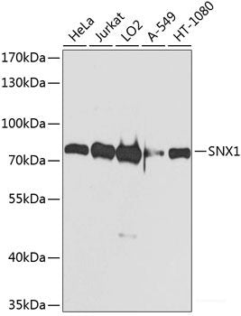 Immunofluorescence analysis of Jurkat cells using PMAIP1 Polyclonal Antibody at dilution of 1:100. Blue: DAPI for nuclear staining.