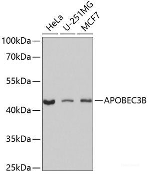 Immunohistochemistry of paraffin-embedded Mouse heart using MRPS6 Polyclonal Antibody at dilution of 1:100 (40x lens).