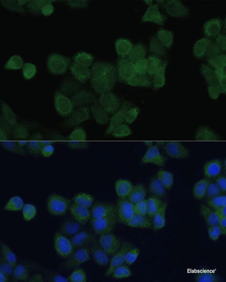 Western blot analysis of extracts of various cell lines using LRSAM1 Polyclonal Antibody at dilution of 1:1000.