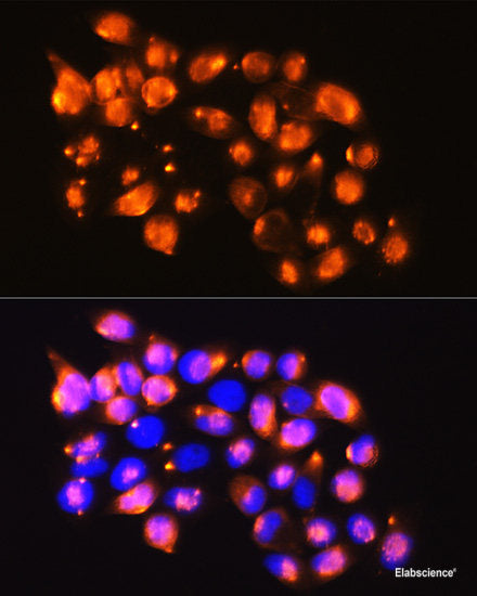 Immunofluorescence analysis of C6 cells using ATP5D Polyclonal Antibody at dilution of 1:100. Blue: DAPI for nuclear staining.
