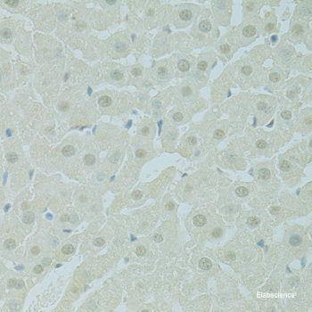 Immunofluorescence analysis of U2OS cells using Phospho-Jun(S243) Polyclonal Antibody