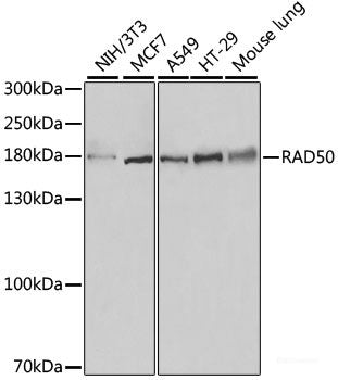 Western blot analysis of extracts of various cell lines using CDK6 Polyclonal Antibody at dilution of 1:1000.