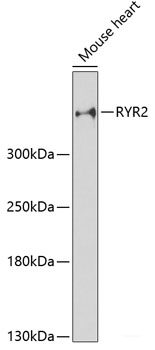 Immunohistochemistry of paraffin-embedded Rat kidney using SYT1 Polyclonal Antibody at dilution of 1:200 (40x lens).