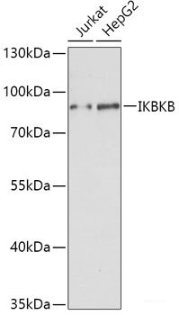 Western blot analysis of extracts of K562 cells using TPMT Polyclonal Antibody at dilution of 1:1000.
