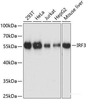 Western blot analysis of extracts of various cell lines using H3F3B Polyclonal Antibody at dilution of 1:1000.