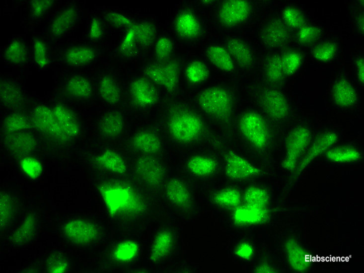 Western blot analysis of extracts of various cell lines using SGK1 Polyclonal Antibody at dilution of 1:1000.