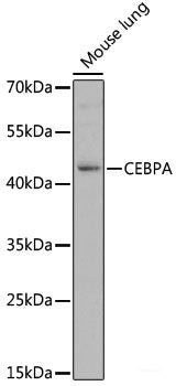 Western blot analysis of extracts of various cell lines using FADS2 Polyclonal Antibody at dilution of 1:1000.
