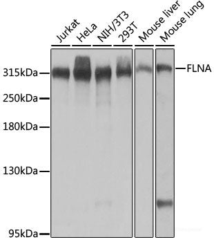Immunofluorescence analysis of NIH-3T3 cells using DDAH1 Polyclonal Antibody at dilution of 1:100 (40x lens). Blue: DAPI for nuclear staining.