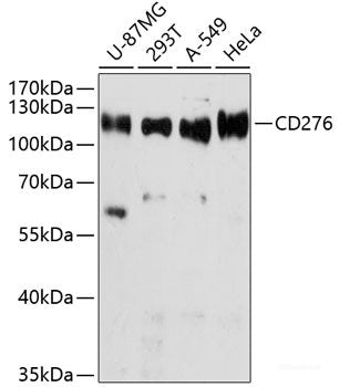 Immunofluorescence analysis of HeLa cells using CREB1 Polyclonal Antibody at dilution of 1:100. Blue: DAPI for nuclear staining.