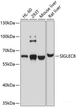 Western blot analysis of extracts of various cell lines using CRADD Polyclonal Antibody at dilution of 1:1000.