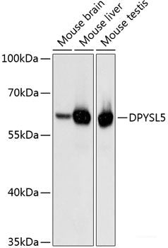 Western blot analysis of extracts of various cell lines using IRF3 Polyclonal Antibody at dilution of 1:1000.