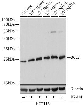 Western blot analysis of extracts of various cell lines using MAD1L1 Polyclonal Antibody at dilution of 1:1000.