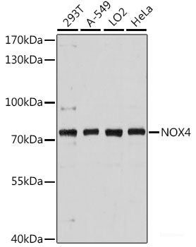Western blot analysis of extracts of various cell lines using STUB1 Polyclonal Antibody at dilution of 1:1000.
