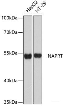 Western blot analysis of extracts of various cell lines using NPTX2 Polyclonal Antibody at dilution of 1:3000.