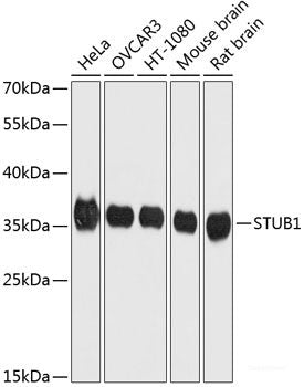Western blot analysis of extracts of various cell lines using COASY Polyclonal Antibody at dilution of 1:3000.