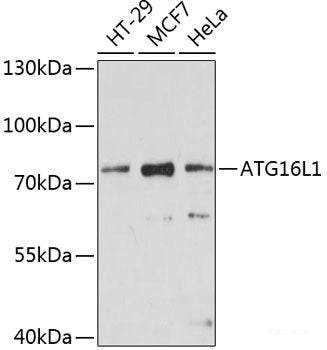 Immunofluorescence analysis of HeLa cells using STAT1 Polyclonal Antibody