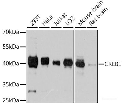Immunohistochemistry of paraffin-embedded Rat liver using UBA1 Polyclonal Antibody at dilution of 1:100 (40x lens).