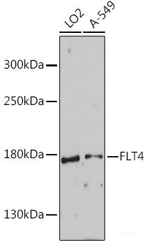 Immunohistochemistry of paraffin-embedded Rat kidney using MOAP1 Polyclonal Antibody at dilution of 1:100 (40x lens).