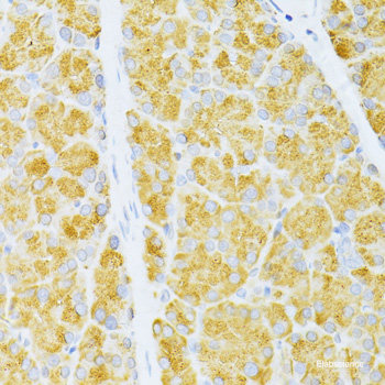 Immunofluorescence analysis of HeLa cells using AMPKa1/AMPKa2 Polyclonal Antibody at dilution of 1:100 (40x lens). Blue: DAPI for nuclear staining.
